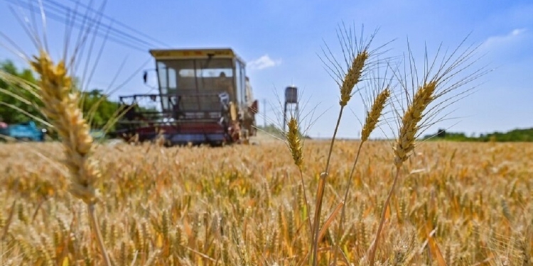 صفقة الحبوب تدخل حيز التنفيذ بين تركيا وأوكرانيا وروسيا