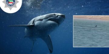 سمكة قرش في بحر الكويت