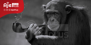 مجموعة قردة تمتلك 32 فدانًا في قرية هندية