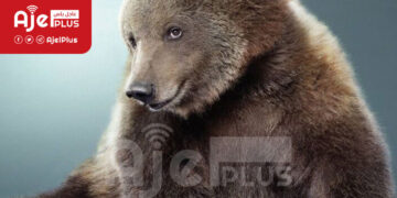 دببة تقتل شخص وزوجته في مدينة كورية جنوبية