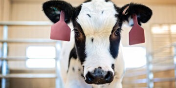 بقرة مستنسخة تنتج 17170 لتراً من الحليب سنوياً