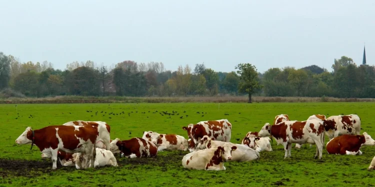 عاجل: بعض أبقار الأردن مصابة بالحمى القلاعية