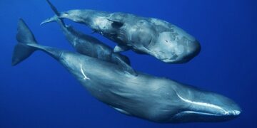 كيف ترضع الحيتان؟ (فيديو)