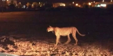 نمر هارب يهاجم المواطنين في باكستان