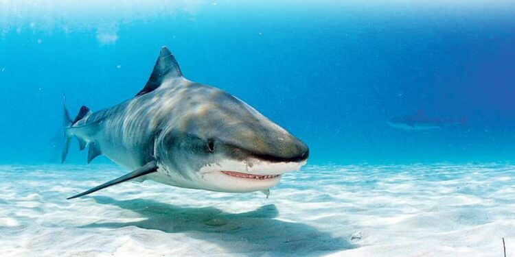 اجهزة رصد لاسماك القرش بمصر قريبا