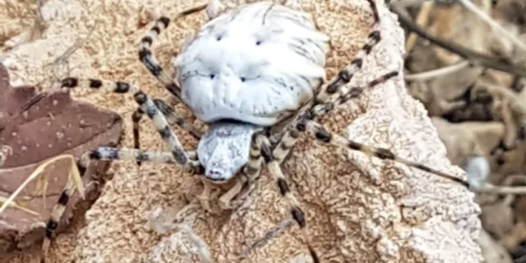 ظهور مرعب لأكثر العناكب السامة في ولاية تركية