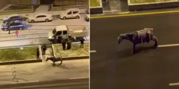 حصان يتجمّد من البرد في تركيا